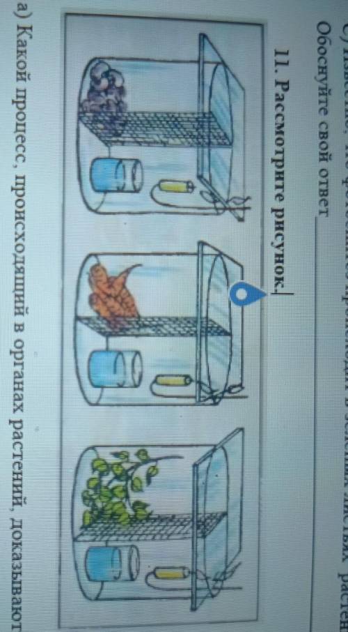 11. Рассмотрите рисунок. а) Какой процесс, происходящий в органах растений, доказывают эти опыты[1]b