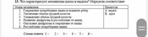 Что характеризует механизмы вдоха и выдоха ?определи соответствия СОЧЧЧ ​