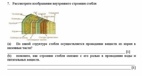 ответить на два вопроса а внутренем стебле. Уже 0:20 спать ппц как хочется лучшим ответом сделаю