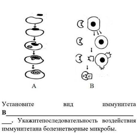 Установите вид иммунитета B. воздействия иммунитетана болезнетворные микробы. ​