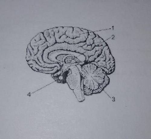 Какой цифройна рисунке обозначен гипофиз?1) 12) 23) 34) 4 плз​