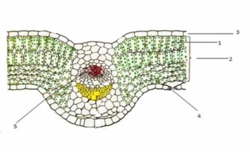 [3] 7. На рисунке изображено  внутреннее строение листа    (а) Определите что указано под цифрами 1,