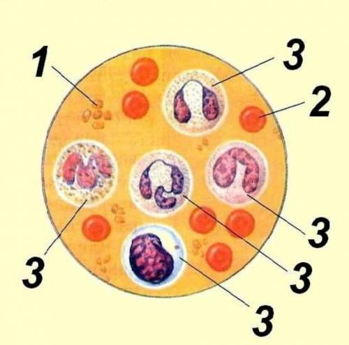 Укажите названия и функции форменных эементов крови, изображенных на рисунке Содержат белок гемоглоб