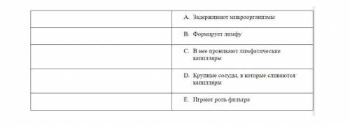 Заполни таблицу с описанием лимфатической системы человека. Бланк слов: межклеточная жидкость, лимфа