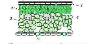Изображение внутреннего строения листа. Назовите раздел, обозначенный цифрой 5 в структуре листа.а)