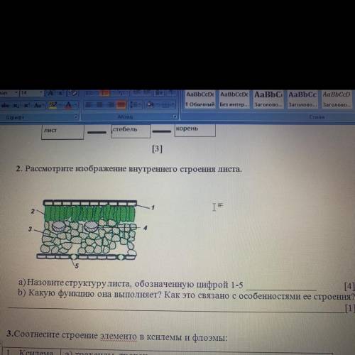 2. Рассмотрите изображение внутреннего строения листа. ТЕ 2 3 а) Назовите структуру листа, обозначен