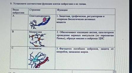 Установите соответствия функции клеток нейроглии к их типам. ​