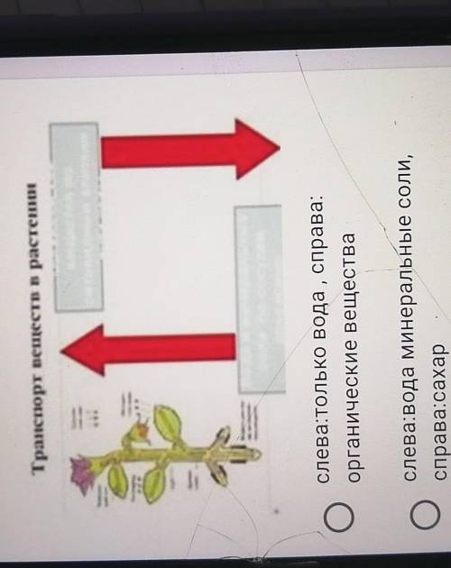 Дана схема транспортнойсистемы растения. Укажите,какие вещества движутся пососудам, обозначенныестре