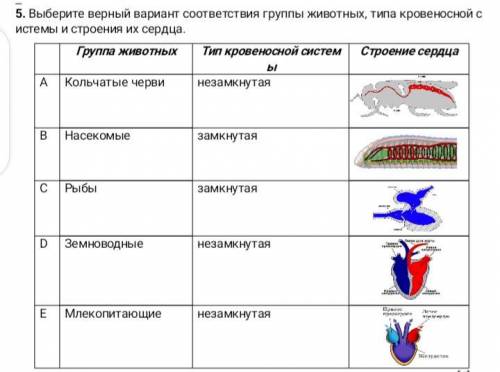 Выберите верный вариант соответствия группы животных, типа кровеносной системы и строения их сердца.