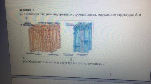 а)используя рисунок внутренего строения листа определдите структуру листа а и в в)обьясните взаимосв