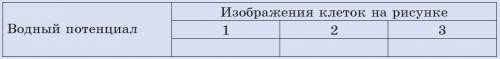 1. Рассмотрите предложенные рисунки. 2. Порассуждайте, на каком из рисунков клетки находятся в состо