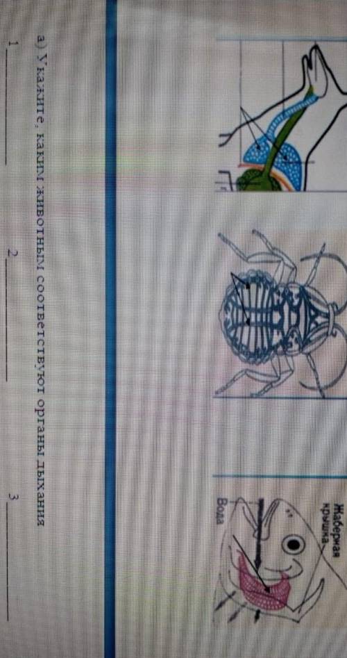 Назовите органы животных изображенных на рисунке. Жаберная калите, каким животным соответствуют орга