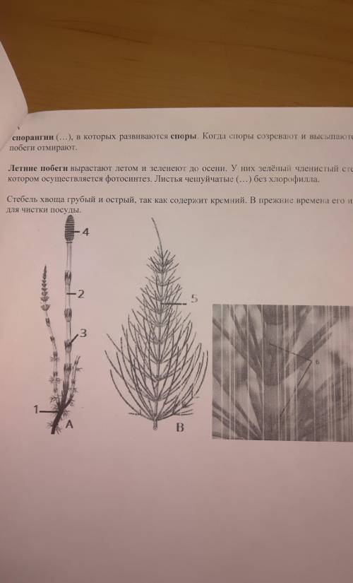 Таблица папоротники и хвощи (часть 2)​