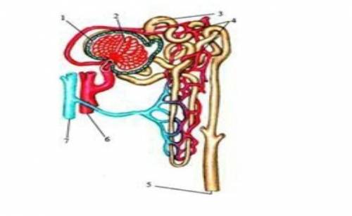 Напишите название нефрона на рис. 12.1 ниже, указав места образования и фильтрации мочи. ​