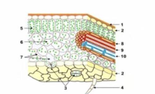 4. Рассмотрите рисунок «Внутреннее строение листа» а) назовите структуру №3 и ее функцию(2) б) опред