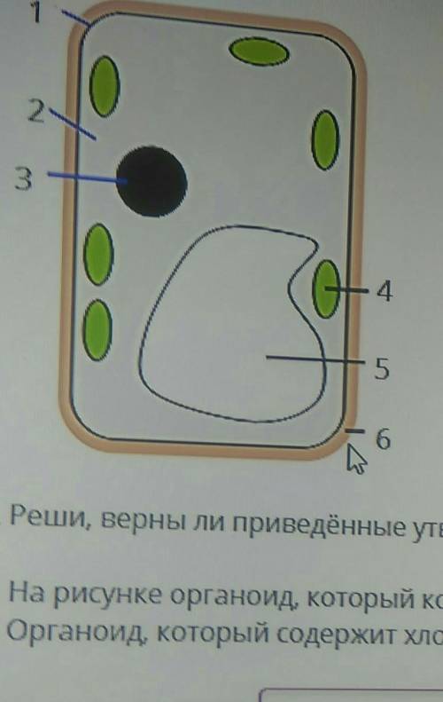 Реши задание для проведения утверждение на рисунке органоид который контролирует жизнедеятельность к