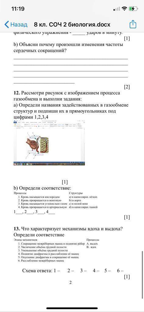 Соч по биологии 8 класс 2 четверть