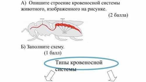 Опишите строение кровеносной системы животного, изображенного на рисунке.