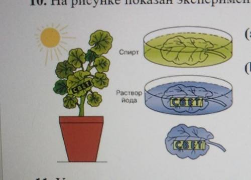 10. На рисунке показан эксперимент, доказывающий процесс фотосинтез. (а) Сформулируйте 2 вывода, по