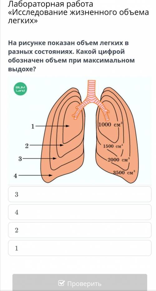 На рисунке показан объем легких в разных состояниях какой цифрой обозначен объем при максимальном вы