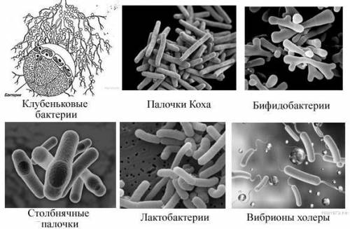 Рассмотрите изображения шести представителей мира бактерий. Предложите основание, согласно которому