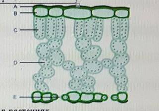 3.На рисунке показано внутреннее строение листа. Объясните, как структуры С и процессу фотосинтеза​