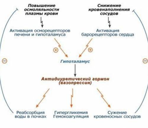 По схеме опишите эффекты антидиуретического гормона​