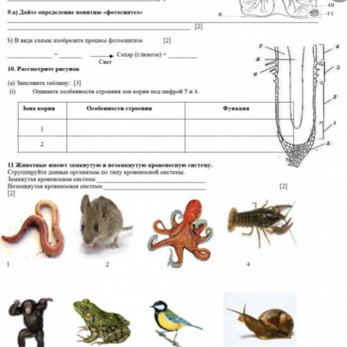 10. Рассмотрите рисунок (а) Заполните таблицу: [3] (i) Опишите особенности строения зон корня под ци