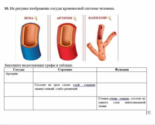 На рисунке изображены сосуды кровеносной системы человека. Заполните недостающие графы в таблице. Со