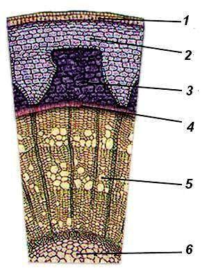3. На рисунке изображено внутреннее строение стебля. Объясните, как и благодаря какой структуре прои