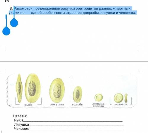 Рассмотри предложенные рисунки эритроцитов разных животных, укажи по одной особенности строения дляр