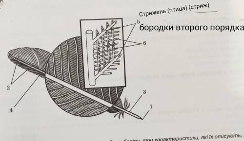 Я очень ростроеная,ಥ╭╮ಥ 1.рассмотрите рисунок контурного пера.Укажите какими цифрами обозначено его