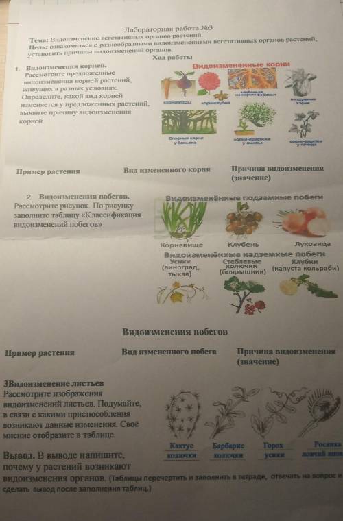 Лабораторная работа 3 цель; ознакомиться с разнообразными видоизменениями вегетативных органов расте