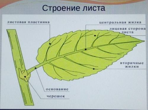 Рассмотрите рисунок. Определите части строения листа.Внутреннее состояние листа (поперечный срез)