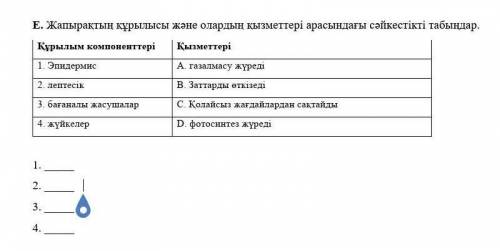 Жапырақтың құрылысы және олардың қызметтері арасындағы сәйкестікті табыңдар. ​