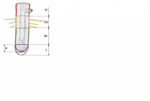 Підпиши зони кінчика кореня. Характеристика зон кінчика кореня.