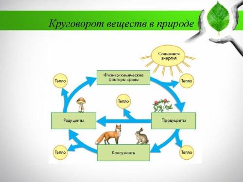 Составить схему Круговорот веществ в природе, можно отдельных , можно общую рисунок сопровождается