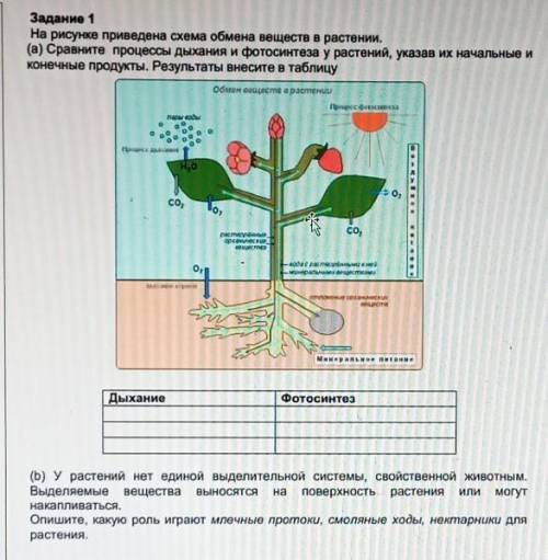 На рисунке приведена схема обмена веществ в растении. (а) Сравните процессы дыхания и фотосинтеза у