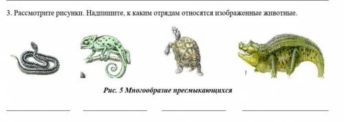 Рассмотрите рисунки. Надпишите, к каким отрядам относятся изображенные животные. ​