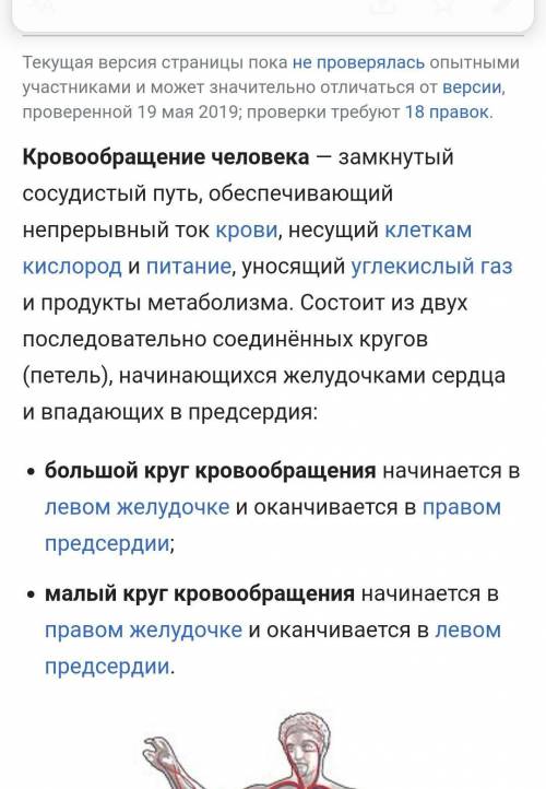 Сколько кровообращений у человека