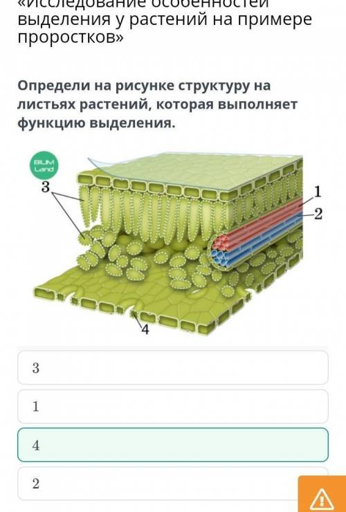 Продукты выделения у растений: начальные и конечные продукты фотосинтеза и дыхания. Лабораторная раб