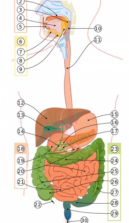 НАПИСА́ТЬ ПРО ЖЕЛУДОК строение органов пищеварительной системыпищеварительные железысекрет железферм