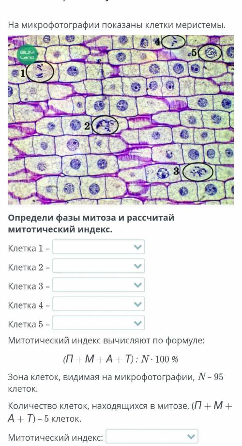 Определи фазы митоза и рассчитай митотический индекс.​