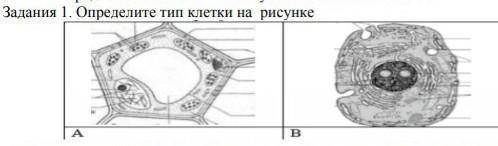 1. Определите тип клетки на рисунке