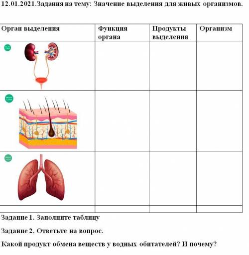 Задания на тему: Значение выделения для живых организмов Орган выделения Функция органа Продукты выд