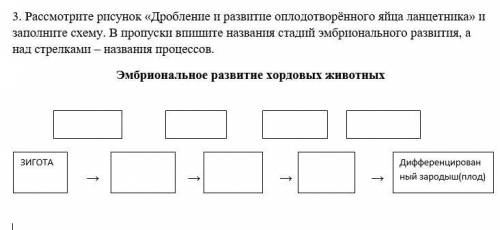 . Рассмотрите рисунок «Дробление и развитие оплодотворённого яйца ланцетника» и заполните схему. В п