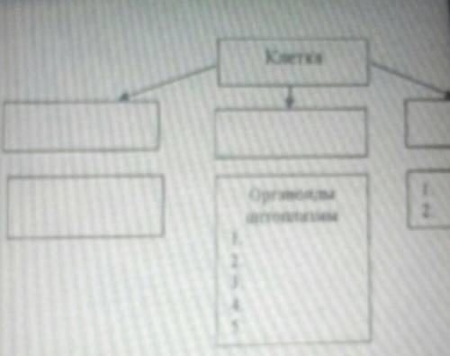 Назовите основные компоненты клетки​