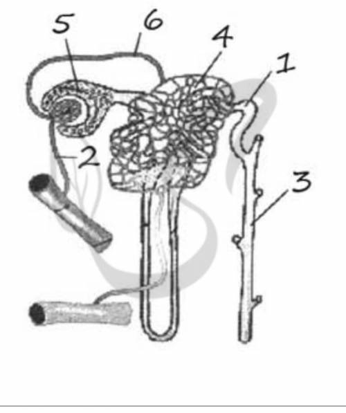 Задание 3.Выбери три верно обозначенные подписи к рисунку, на котором изображено строение нефрона. З