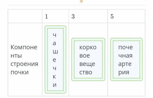 Определи структурные части почки на рисунке ниже. 1 3 5