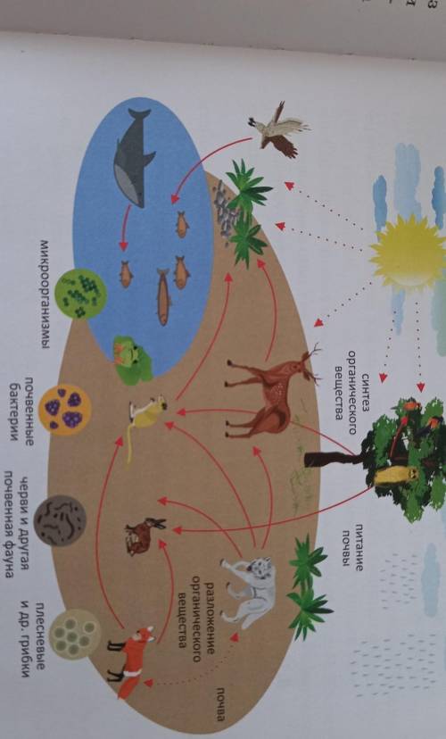 Используя рисунок 4 в кратком биологический круговорот веществ​